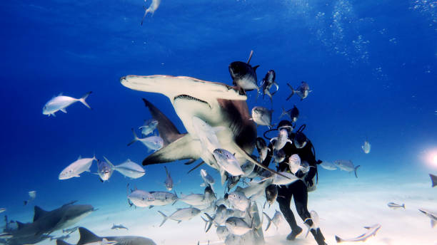 ein taucher, während er einen hai füttert, der von vielen fischen im meer umgeben ist. - sand tiger shark stock-fotos und bilder