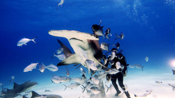 istock A diver while he feeds a shark surrounded by many fish in the ocean (sea). 1158136543