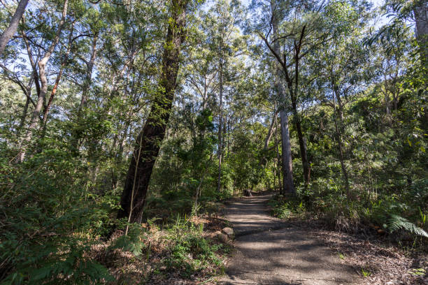 istock Glass House Mountains – Mount Beerburrum Summit Walk 1158136551