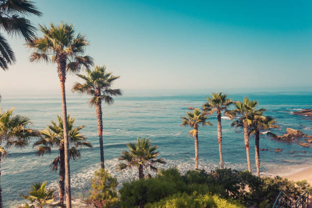 istock Palms on a coast of Laguna Beach 1158136756