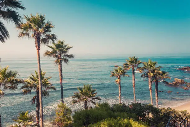 Palms on a coast of Laguna Beach, Orange County, California