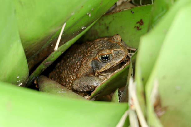 sapo australiano do bastão que senta-se em uma planta - cane toad toad wildlife nature - fotografias e filmes do acervo