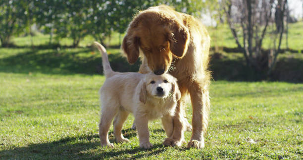 istock Golden Retriever breed  cuddle her puppy in slow motion. 1158137503