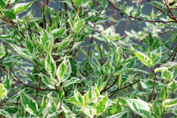 istock Ornamental shrub Derain White Elegantissima or Cornus alba. 1158137536