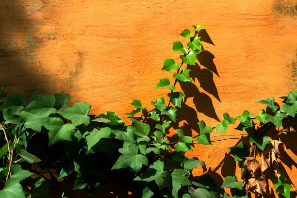 istock Ivy on the orange wall 1158137762