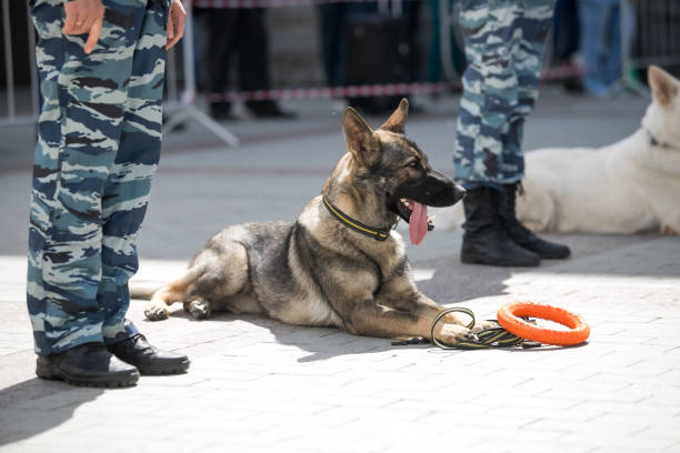 istock police dogs with a dog handler 1158138030