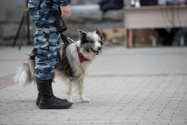 police dogs with a dog handler
