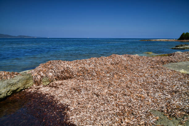 istock Posidonia in the Mediterranean 1158138220