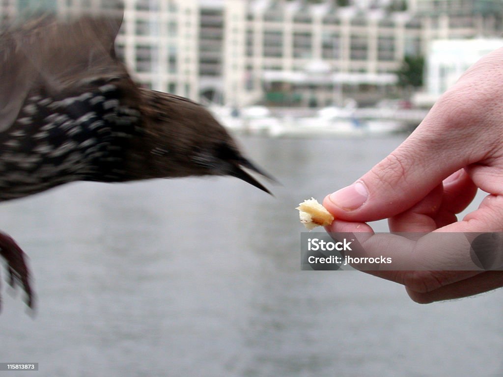 The Hand that Feeds part II Starling eating bread from a friend's hand. Animal Stock Photo