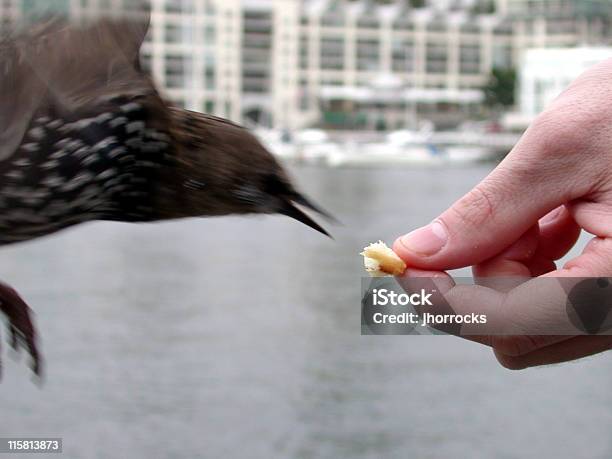 The Hand That Feeds Part Ii Stock Photo - Download Image Now - Animal, Animal Body Part, Animal Wildlife