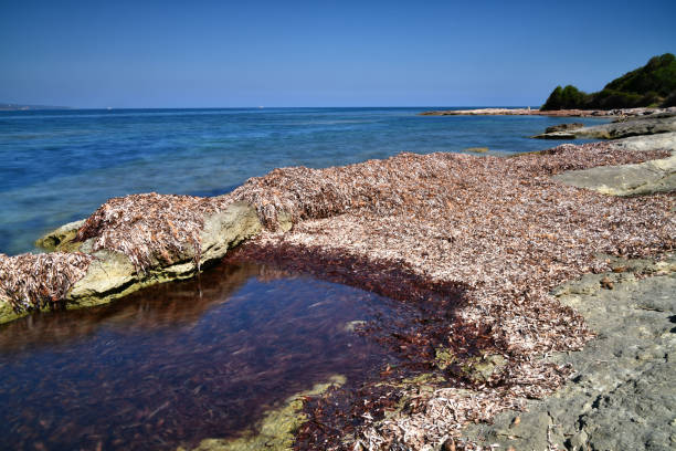 Seaweed endemic to Mediterranean Sea - indicates a healthy environment