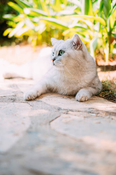 istock Silver Shaded British Shorthair in the Garden 1158138764