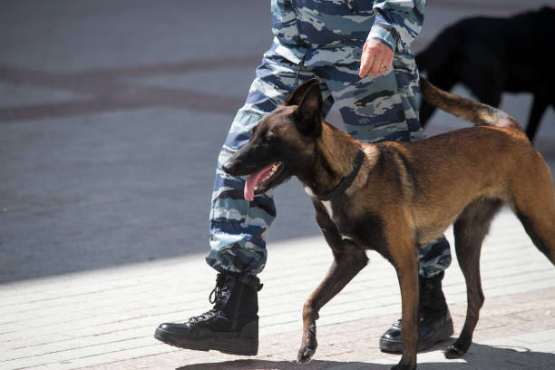 istock police dogs with a dog handler 1158138896