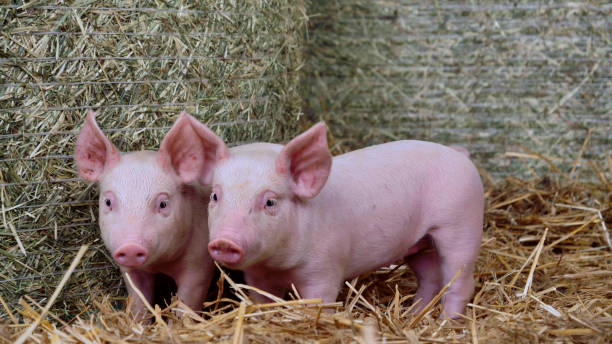 istock two piglet newborn standing on a straw in the farm. 1158139219