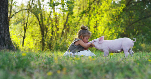 la petite fille d'enfant en bas âge caresse et embrasse le porcelet de porc sur une prairie verte. - lamb animal farm cute photos et images de collection