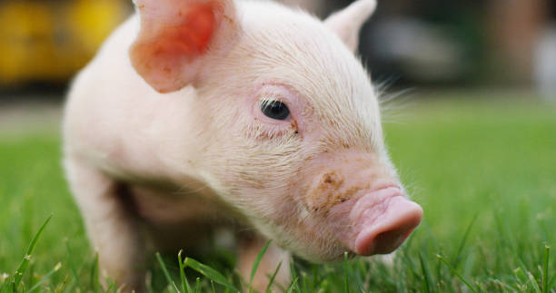 istock pig cute newborn standing on a grass lawn. 1158139229