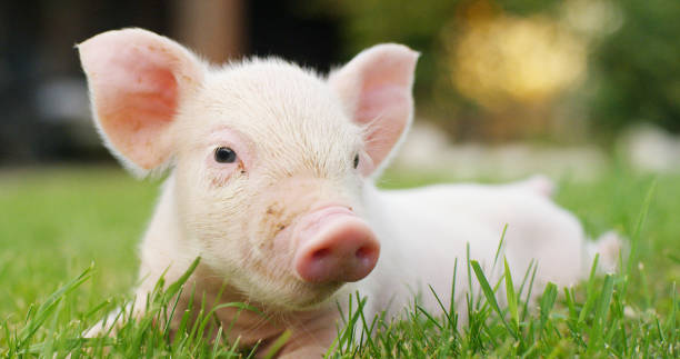 porco bonito recém-nascido que encontra-se em um gramado da grama. - domestic pig agriculture farm animal - fotografias e filmes do acervo