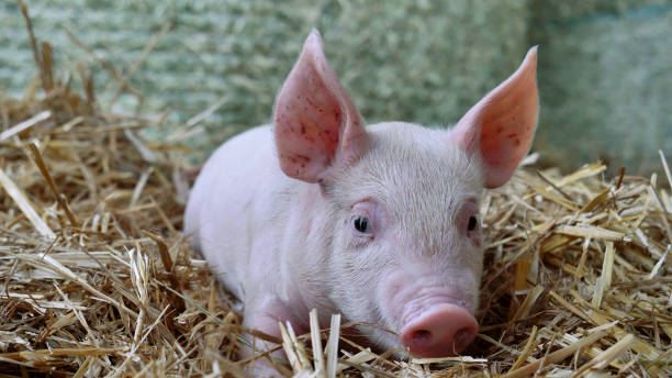 istock A piglet newborn lying on a straw in the farm. 1158139235