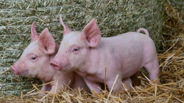 istock two piglet newborn standing on a straw in the farm. 1158139241