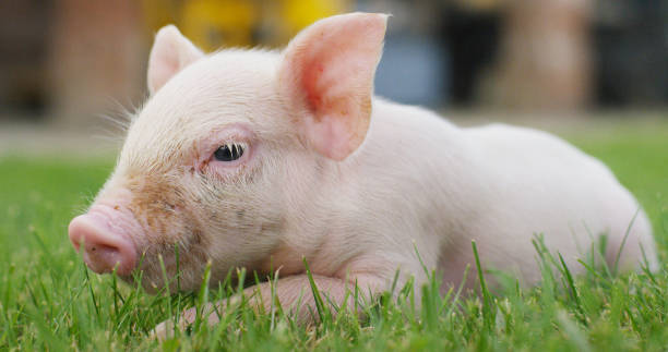istock pig cute newborn lying on a grass lawn. 1158139266