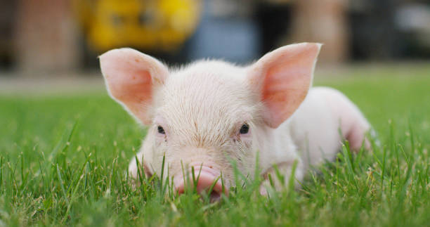 istock pig cute newborn lying on a grass lawn. 1158139267