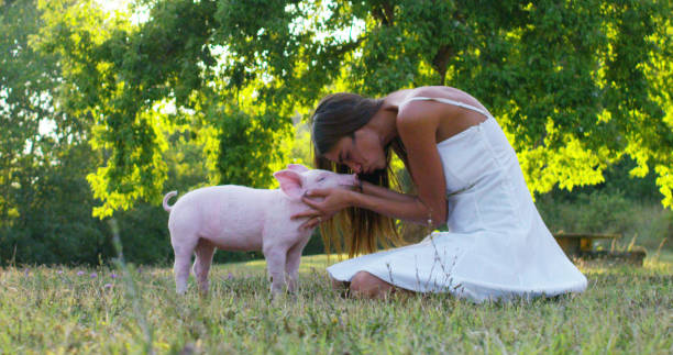 若い女性は緑の草原で豚の子豚を��愛撫し、キスします。 - dog vegetable carrot eating ストックフォトと画像