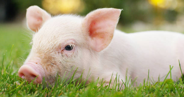 istock pig cute newborn lying on a grass lawn. 1158139354