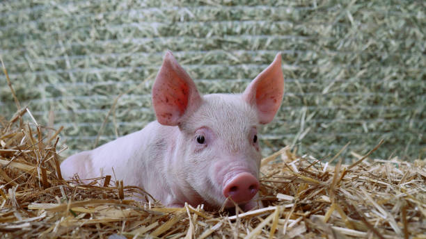 istock A piglet newborn lying on a straw in the farm. 1158139358