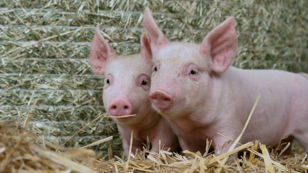istock two piglet newborn standing on a straw in the farm. 1158139362