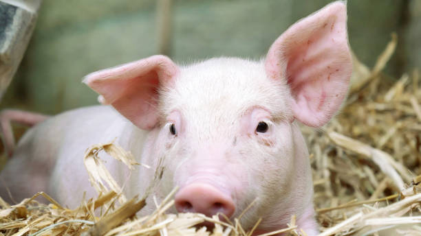istock A piglet newborn lying on a straw in the farm. 1158139364