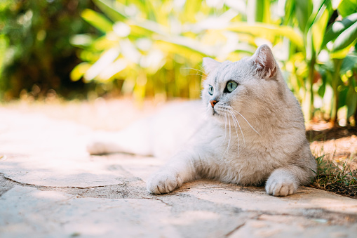 Silver Shaded British Shorthair in the Garden