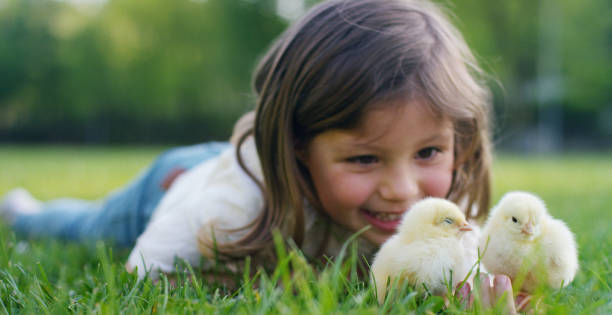 najlepsze chwile z życia, słodkie dziewczyny w czapce, gra w parku z małymi kurczętami (żółty) w koszu, na tle zielonej trawy i drzew - poultry chicken baby chicken small zdjęcia i obrazy z banku zdjęć