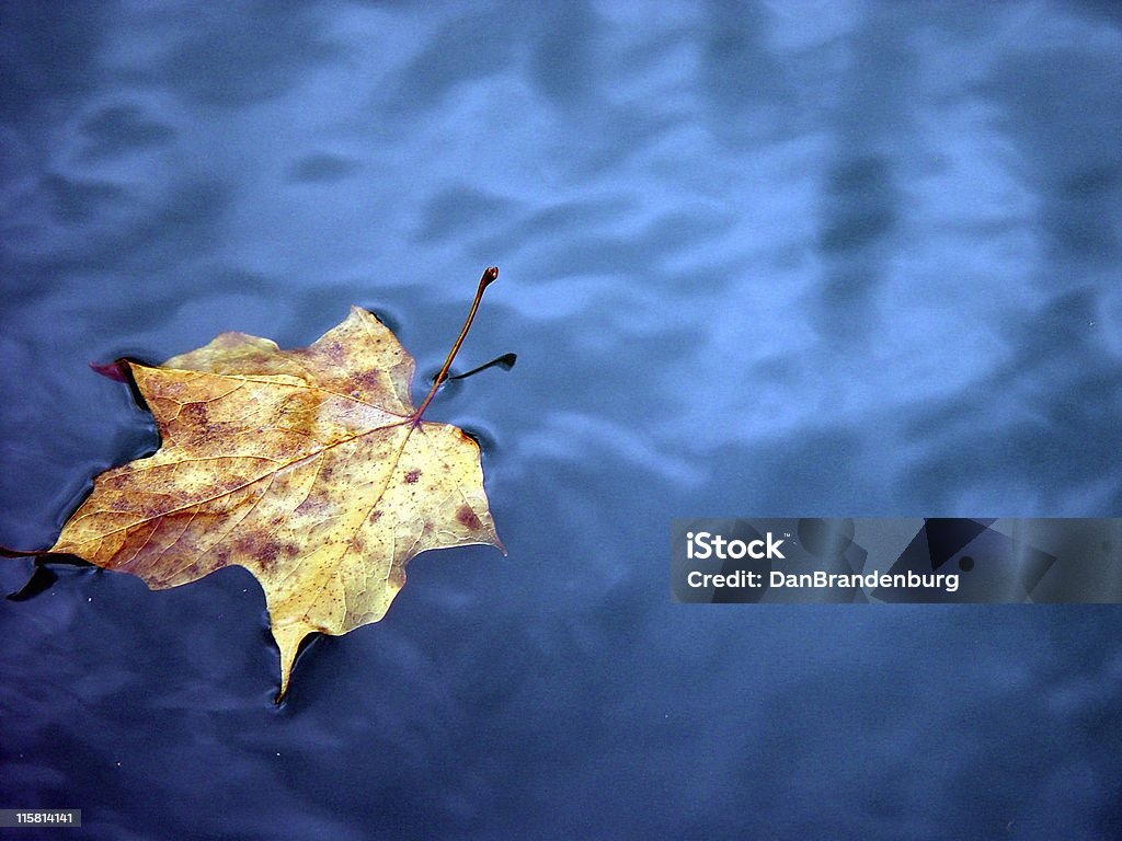 Foglie in acqua - Foto stock royalty-free di Foglia