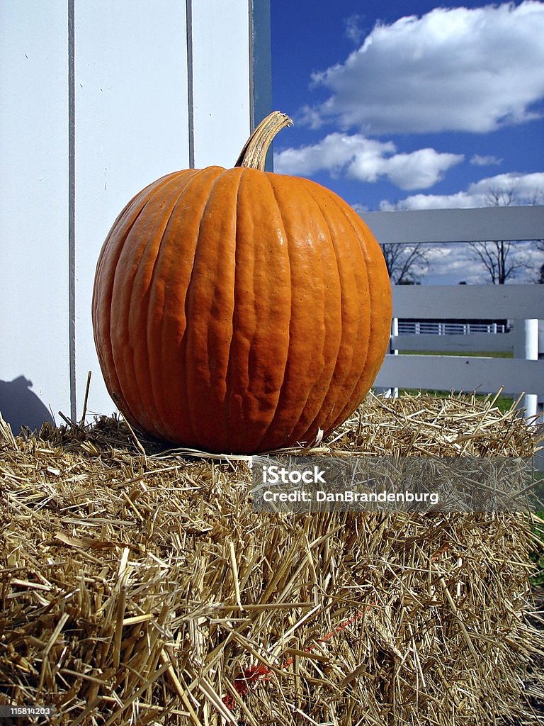 Kürbis im Herbst - Lizenzfrei Agrarbetrieb Stock-Foto