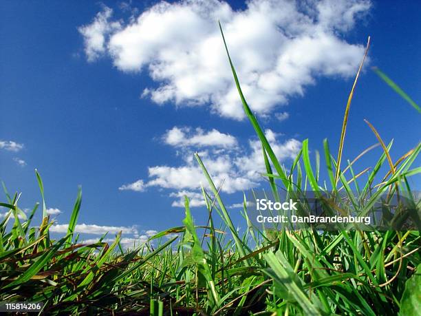 Blick Auf Den Rasen Stockfoto und mehr Bilder von Aufnahme von unten - Aufnahme von unten, Blau, Farbbild