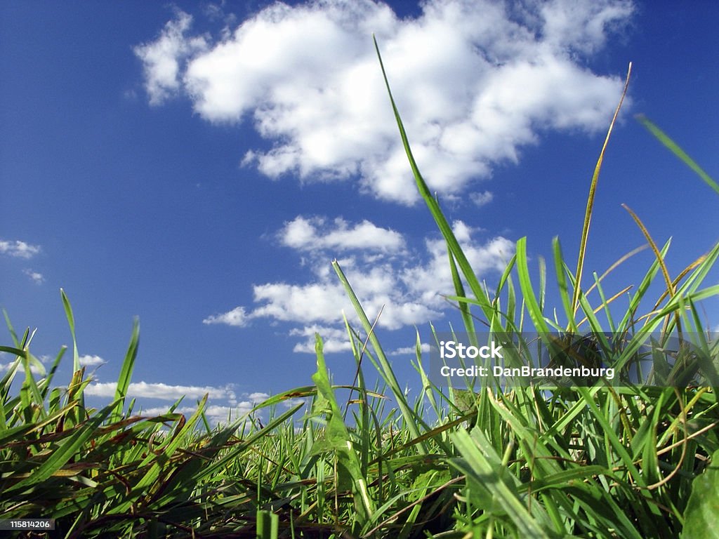 Vue sur la pelouse - Photo de Angle inhabituel libre de droits