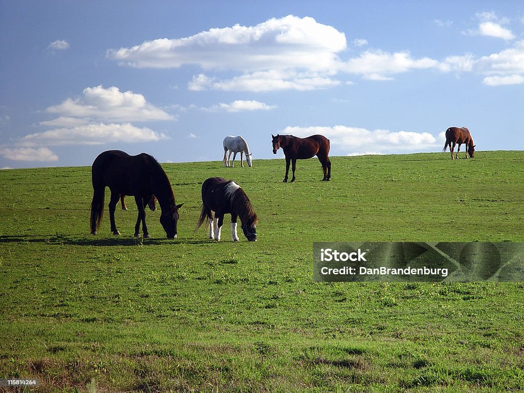 Al pascolo cavalli - Foto stock royalty-free di Agricoltura
