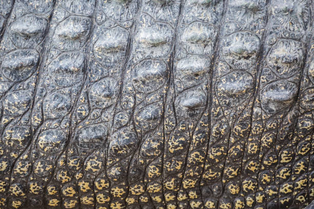 istock Real Crocodile skin texture 1158145094