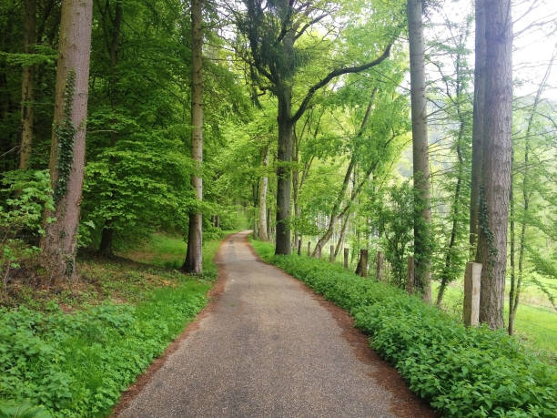istock Beautiful green forest, Luxembourg, Europe 1158148330