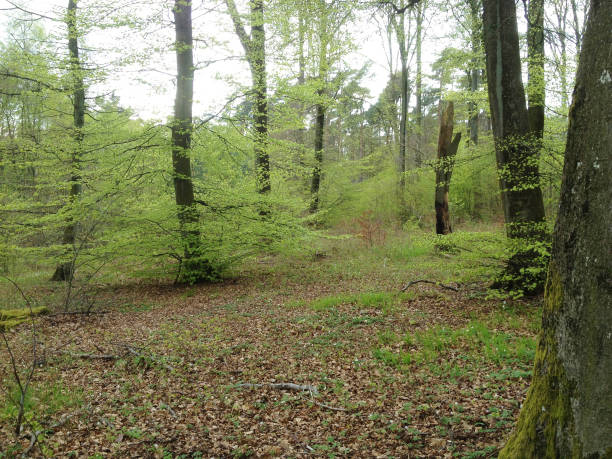 istock Beautiful green forest, Luxembourg, Europe 1158148332