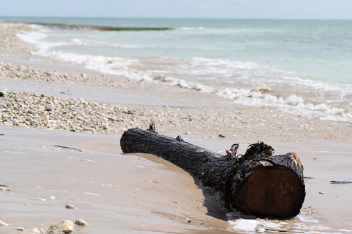 tree trunk on the beach driftwood