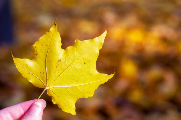 istock Fall leaves for an autumn background 1158148518