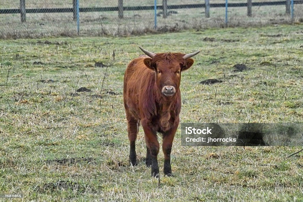 Jovem Bull - Royalty-free Animal Foto de stock