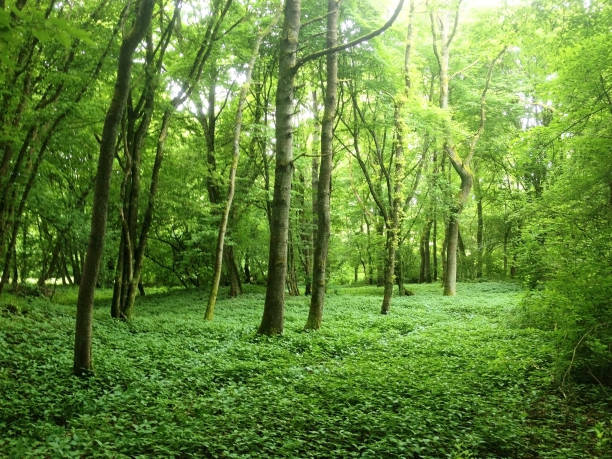 istock Beautiful green forest, Luxembourg, Europe 1158148737