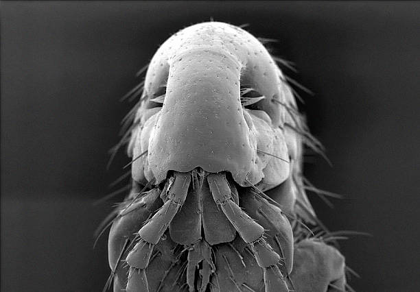 Human Flea Scanning electron micrograph, black&white sem stock pictures, royalty-free photos & images