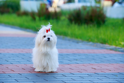 Cute dog breed Maltese stands on paving slabs