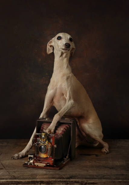 istock A purebred Italian Greyhound dog with a vintage camera 1158149473