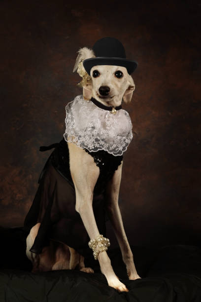 istock Funny Italian Greyhound dog wearing a hat 1158149488
