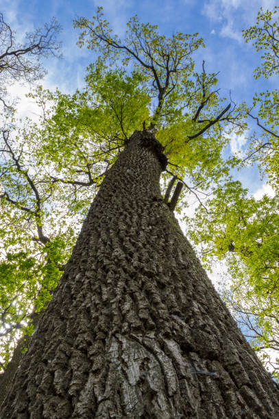 istock Bottom View of Tall Oak Tree in Forest 1158149557