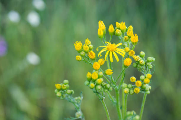 istock Jacobaea vulgaris,  Senecio jacobaea yellow flowers 1158150102
